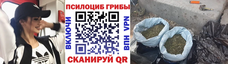 Купить где  Балаково  Псилоцибиновые грибы GOLDEN TEACHER 